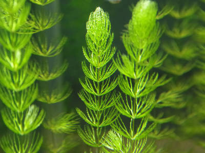 Fein gefiederte grüne Wasserpflanzen, vermutlich Hornkraut, wachsen dicht beieinander unter Wasser und füllen das Bild vertikal aus.
