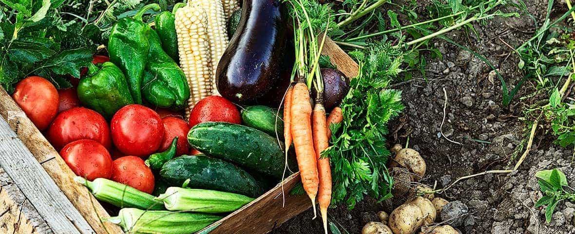 Erntefrisches Gemüse in einer Holzkiste neben ausgebuddelten Kartoffeln.