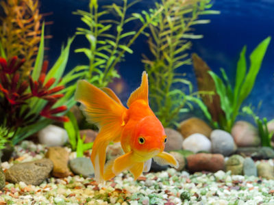 Foto von einem Goldfisch in einem Aquarium