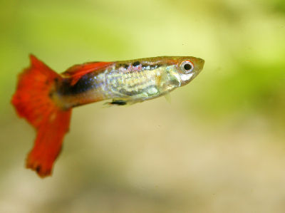 Foto von einem Guppy