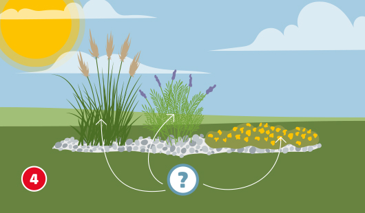 Illustration mit dem Titel „Schritt 4“ einer Hagebau-Anleitung zum Anlegen eines Kiesbeets. Gezeigt wird ein sonniges Kiesbeet mit drei Pflanzzonen: Links Ziergräser, in der Mitte Lavendel, rechts niedrig wachsende gelb blühende Polsterpflanzen. Ein Fragezeichen symbolisiert die Auswahlentscheidung.
