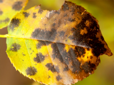Ein befallenes Rosenblatt mit zahlreichen schwarzen Flecken und gelben Verfärbungen