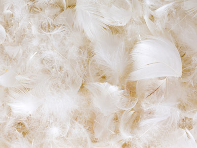 Nahaufnahme von Daunenfedern