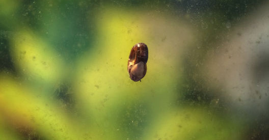 Eine kleine Schnecke mit braunem Gehäuse haftet an der Scheibe eines Aquariums. Der Hintergrund ist grün und unscharf.