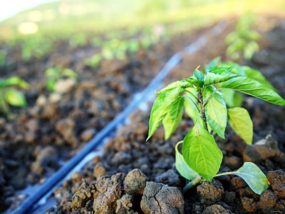 Nahaufnahme einer jungen Gemüsepflanze, die auf einem Acker wächst, entlang der Pflanzreihe verläuft ein schwarzer Schlauch, der als Tropfbewässerungssystem Wasser abgibt