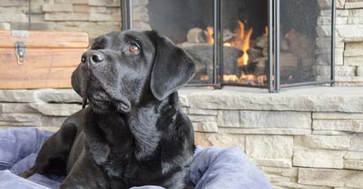 Ein schwarzer Hund liegt entspannt auf einem Kissen vor einem Kamin mit Funkenschutzgitter aus Glas