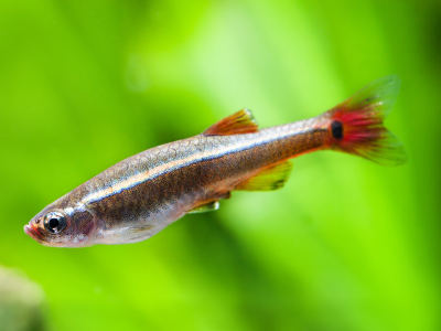 Ein schlanker Kardinalfisch mit roter Schwanzflosse und silbrigem Streifen schwimmt vor grünem Hintergrund.