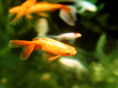 Ein leuchtend orangefarbener Goldfisch schwimmt im Vordergrund eines Aquariums. Im Hintergrund sind weitere Fische und Wasserpflanzen unscharf erkennbar.