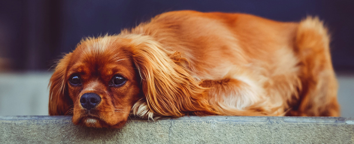 Ein Hund der Rasse Spaniel, der auf einer Mauer liegt