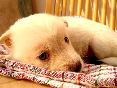 Ein heller Welpe liegt auf einem karierten Handtuch auf einer Holzfläche und blickt zur Seite.