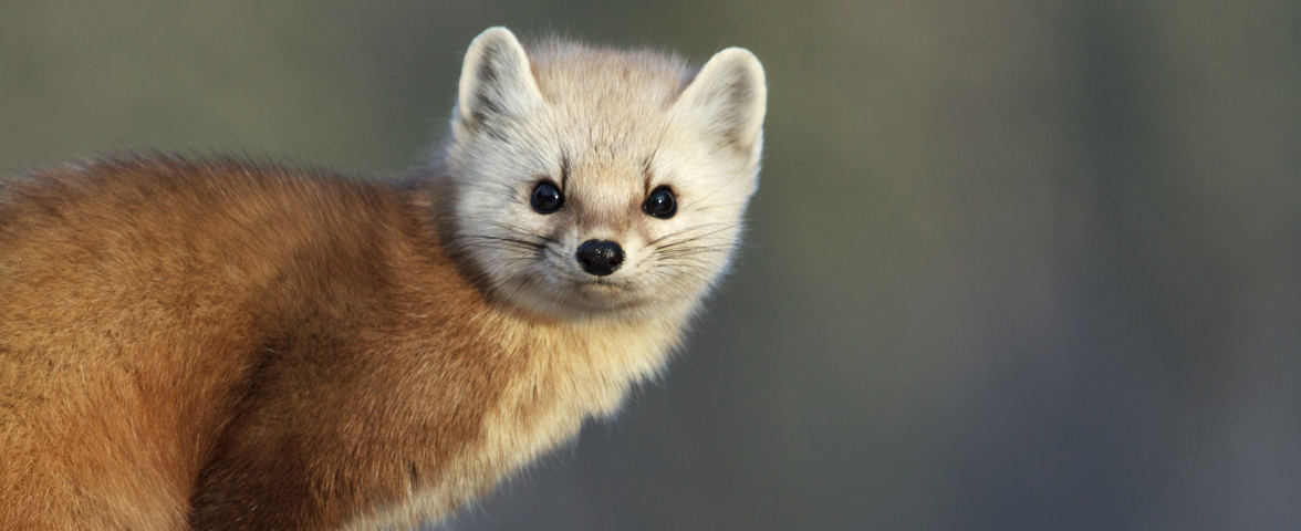 Ein Marder mit rötlich-braunem Fell und hellem Gesicht blickt aufmerksam in die Kamera. Das Tier steht vor einem unscharfen, natürlichen Hintergrund