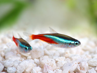 Foto von einem Neonsalmler