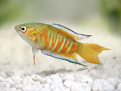 Ein Paradiesfisch mit orange-grünem Körper schwimmt über hellem Kies im Aquarium.