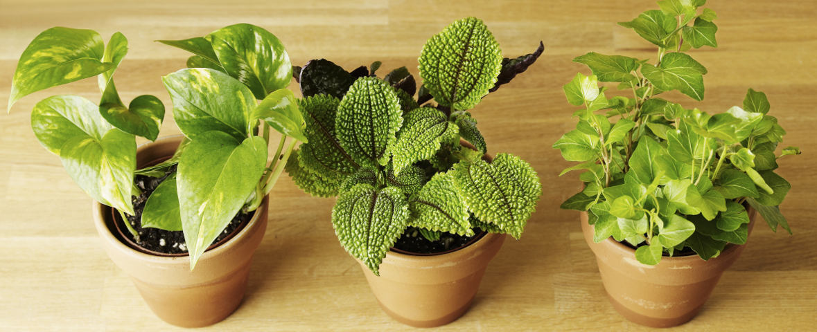 Drei gesunde Zimmerpflanzen in Terrakottatöpfen stehen nebeneinander auf einer Holzoberfläche