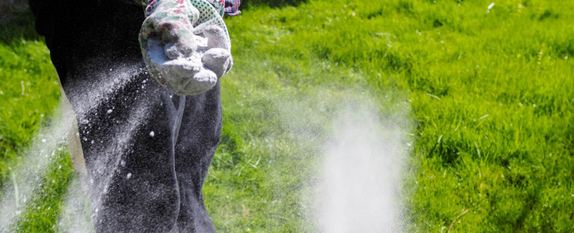 Eine Person mit Gartenhandschuhen verteilt Kalkpulver per Hand auf einer grünen Rasenfläche