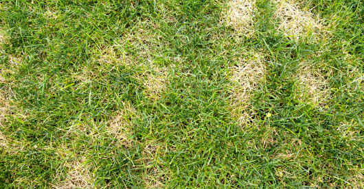 Mehrere helle, strohige Flecken durchziehen eine grüne Rasenfläche