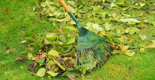Eine grüne Kunststoffharke liegt auf einer Rasenfläche und wird verwendet, um herabgefallene Blätter zusammenzuharken