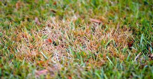 Ein Teil des Rasens zeigt eine kahle, braune Stelle mit abgestorbenem Gras, die auf eine mögliche Rasenkrankheit hinweist