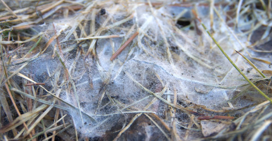 Ein mit feinem, weißem Pilzgeflecht überzogenes Stück Rasen