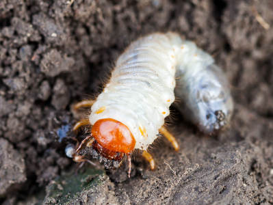 Nahaufnahme einer Raupe mit weißlichem Körper und orangenem Kopf am Erdboden