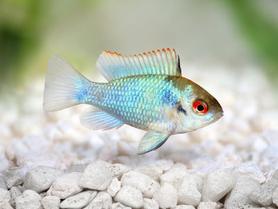 Ein leuchtend blauer Zwergbuntbarsch mit roten Augen schwimmt über hellem Kies im Aquarium.