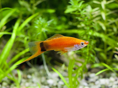 Ein orange-schwarz gemusterter Schwertträgerfisch schwimmt im bepflanzten Aquarium.