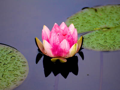 Eine rosafarbene Seerosenblüte schwimmt geöffnet zwischen großen grünen Schwimmblättern auf ruhigem Wasser.