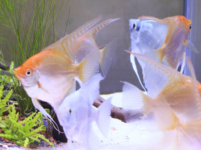 Mehrere Segelflosser mit orange-weißer und bläulicher Färbung schwimmen in einem hell beleuchteten Aquarium mit Pflanzen.