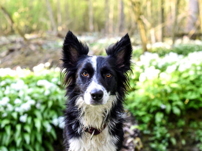 Ein nasser schwarz-weißer Border Collie sitzt im Wald vor blühendem Grün und schaut direkt in die Kamera.