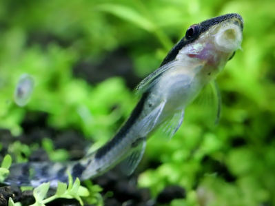 Foto von einem Panzerwels