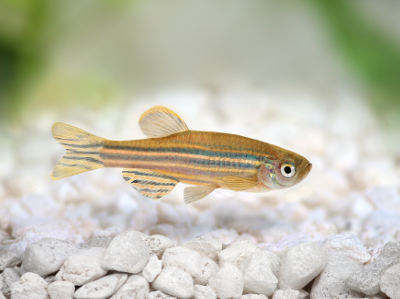 Foto von einem Zebrabärbling