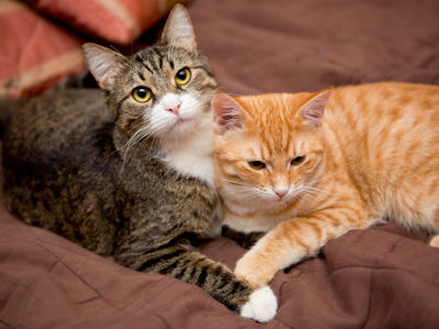 Eine getigerte und eine orangefarbene Katze liegen nebeneinander auf einer braunen Decke. Die Köpfe berühren sich, und beide Katzen blicken nach vorn.
